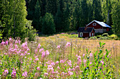 Altes finnisches Wohnhaus und Wiesenblumen im Sonnenlicht, Rantasalmi, Saimaa Seenplatte, Finnland, Europa