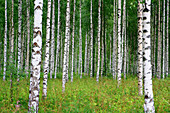 Baumstämme in einem Birkenwald, Saimaa Seenplatte, Finnland, Europa