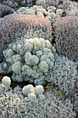 White moss, Saimaa Lake District, Finland, Europe