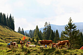 Cows at Almabtrieb, cattle drive from mountain pasture, Arzmoos, Sudelfeld, Bavaria, Germany