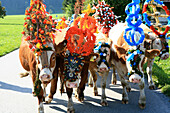 Geschmückte Kühe, Almabtrieb von der Unteren Arzmoos nach Brannenburg, Brannenburg, Landkreis Rosenheim, Bayern, Deutschland