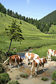 Junge Kühe überqueren den Arzbach, Arzmoos, Sudelfeld, Bayern, Deutschland