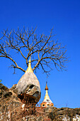 Stupas und kahler Baum unter blauem Himmel, Khaung Daing, Shan Staat, Myanmar, Birma, Asien