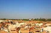 Woman with cattle herd on a country road in the sunlight, Myanmar, Burma, Asia