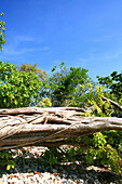 Banyan Tree in the sunlight, Mergui Archipelago, Andaman Sea, Myanmar, Burma, Asia