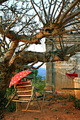 Hanging chair and swing at a tree at the monastery of Hispaw, Hispaw, Shan State, Myanmar, Burma, Asia