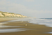 Matalascañas beach, Doñana National Park. Huelva province, Andalucia, Spain