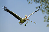 White stork Ciconia ciconia, Germany