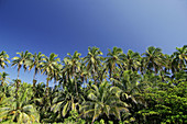 Coconut palms at Zapatilla key, Bastimentos marine Park, Bocas del Toro islands, Rep.of Panamá, Central America. 2005