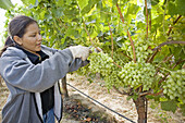 Grape picker, Clayhouse vineyard, Paso Robles, California, USA