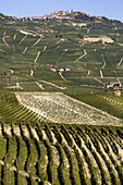 vineyards in Piedmont