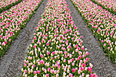 Tulip field, Lisse, Holland, Netherlands