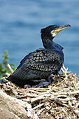 Shag (Phalacrocorax aristotelis). Scotland, UK