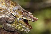 Short-horned or Elephant-eared Chameleon. Male