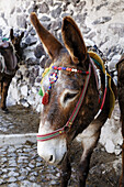 traditional Greek Donkey. waiting for the Tourists from the Cruisers