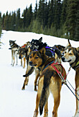 Dog sled tour with Kingmik Dogsled Tours along the Continental Divide, near Lake Louise, Alberta, Canada
