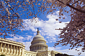 Cherry blossoms, U  S  Capitol, Washington D C, U S A