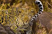 Leopard, Serengeti National Park, Tanzania