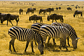 Large numbers of zebra and blue wildebeest gnu, Ngorongoro Crater, Ngorongoro Conservation Area, Tanzania
