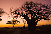 Baobab tree at sunset, Tarangire National Park, Tanzania