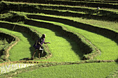 Rice field. Tana Toraja land, Sulawesi, Indonesia