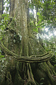 Strangler fig, Henri Pittier National Park, Rainforest, Venezuela