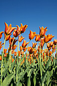 Red tulips in front of the blue sky in the northern Netherlands near Amsterdam. The picture shows a small part of a great field.