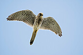 Kestrel (Falco tinnunculus), female