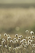 Starflower pincushions (Scabiosa stellata)