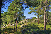 Pines. Cadalso de los Vidrios. Madrid province. Spain