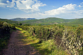 Road from Roblelacasa to Matallana. Castile-La Mancha. Spain.