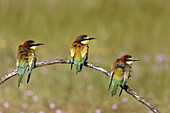 European Bee Eaters (Merops apiaster). Andalusia. Spain