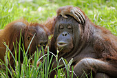 Female orang-utan and her young (Pongo pygmaeus pygmaeus) native to Borneo, captive, IUCN Red list Endangered EN