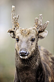 Male Philippine spotted deer (Cervus alfredi) captive, IUCN Red list Endangered  EN