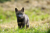 European wolf cub 1 month old (Canis lupus) captive, France