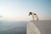 Dog on a roof, Oia, Santorin, Cyclade, Greece, Europe