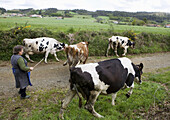 Farmer and cows grazing near Santiago de Compostela. La Coruña province, Galicia, Spain