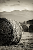 Después de la cosecha. Bala de paja en un campo de trigo. Catalonia, Spain.
