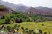Kakteen im Sonnenlicht und Test Paß im Atlasgebirge, Süd Marokko, Marokko, Afrika
