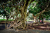 Sir Seewoosagur Ramgoolam Royal Botanical Garden of Pamplemousses , Giant Tree with arial roots, , Mauritius, Africa