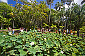 Mauritius, Africa Nymphea Lotus flower tank in Sir Seewoosagur Ramgoolam Royal Botanical Garden of Pamplemousses , school class, Mauritius, Africa