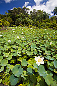 im botanischen Garten von Pamplemousses, Mauritius, Afrika