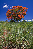 Flame Tree, Flamboyant, Royal Poinciana, sugar cane fields,  Mauritius, Africa