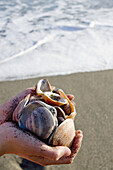 Seashells handfull