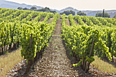 Vineyards by Poblet monastery, Vimbodi. Conca de Barbera, Tarragona province, Catalonia, Spain