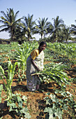 9299  INDIA  Krishnamana harvesting corn, cucumbers and beans on her irrigated farmland near  Mulbaghal, Karnataka
