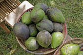 UGANDA  Avocados, Kayunga District