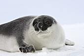 Hooded Seal (Cystophora cristata), less than four day old pup. Magdalen Islands, Quebec, Canada