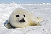 Harp Seal (Phoca groenlandica), pup. Magdalen Islands, Quebec, Canada