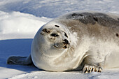 Harp Seal (Phoca groenlandica), adult female. Magdalen Islands, Quebec, Canada